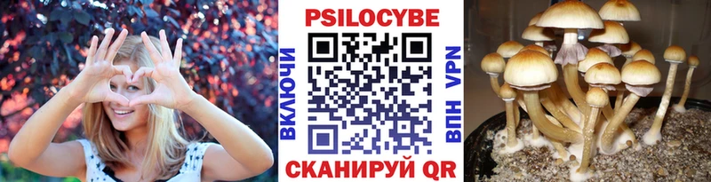 наркота  Болгар  Галлюциногенные грибы Cubensis 